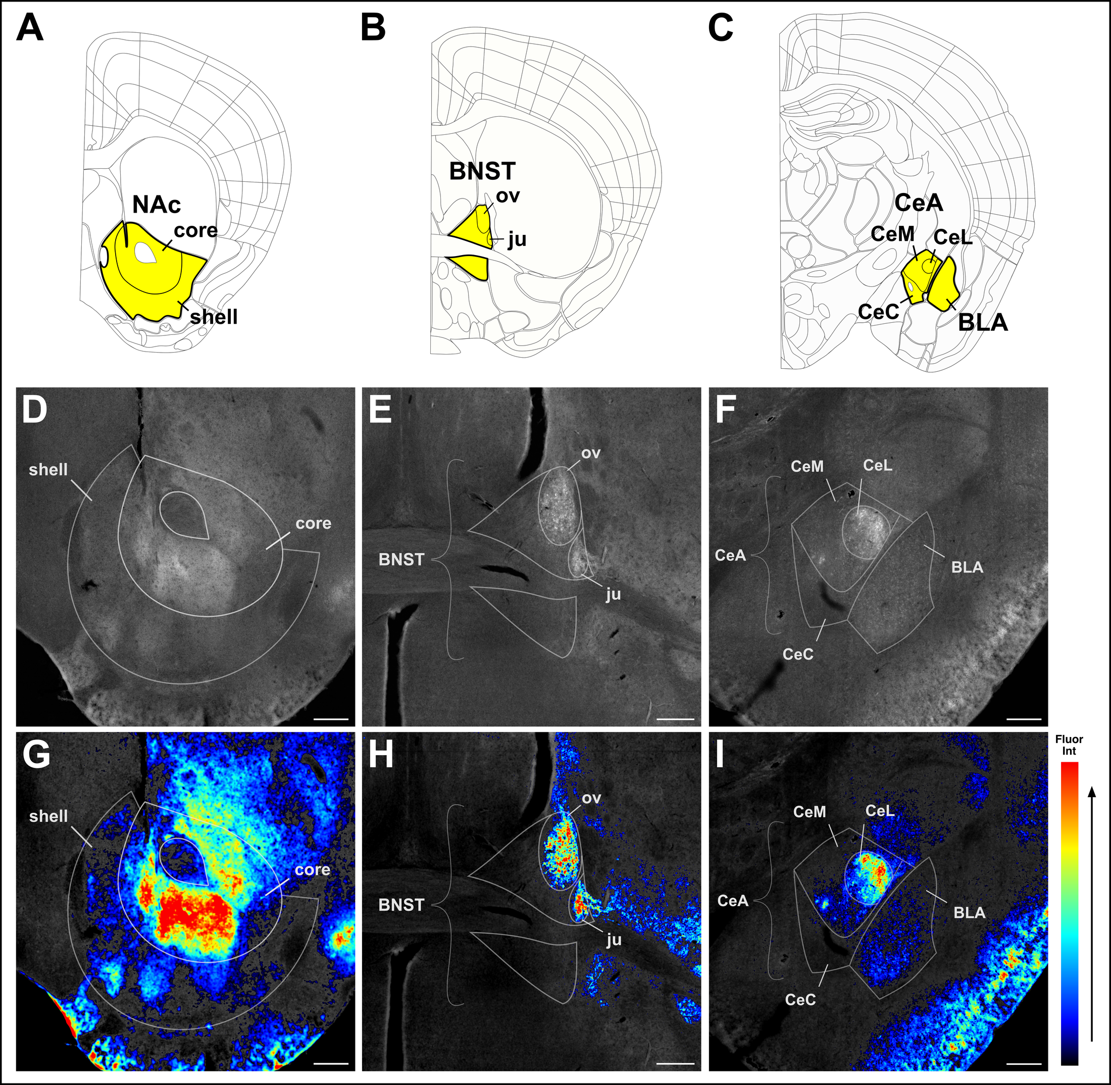 Addiction Neuroscience Figure 1