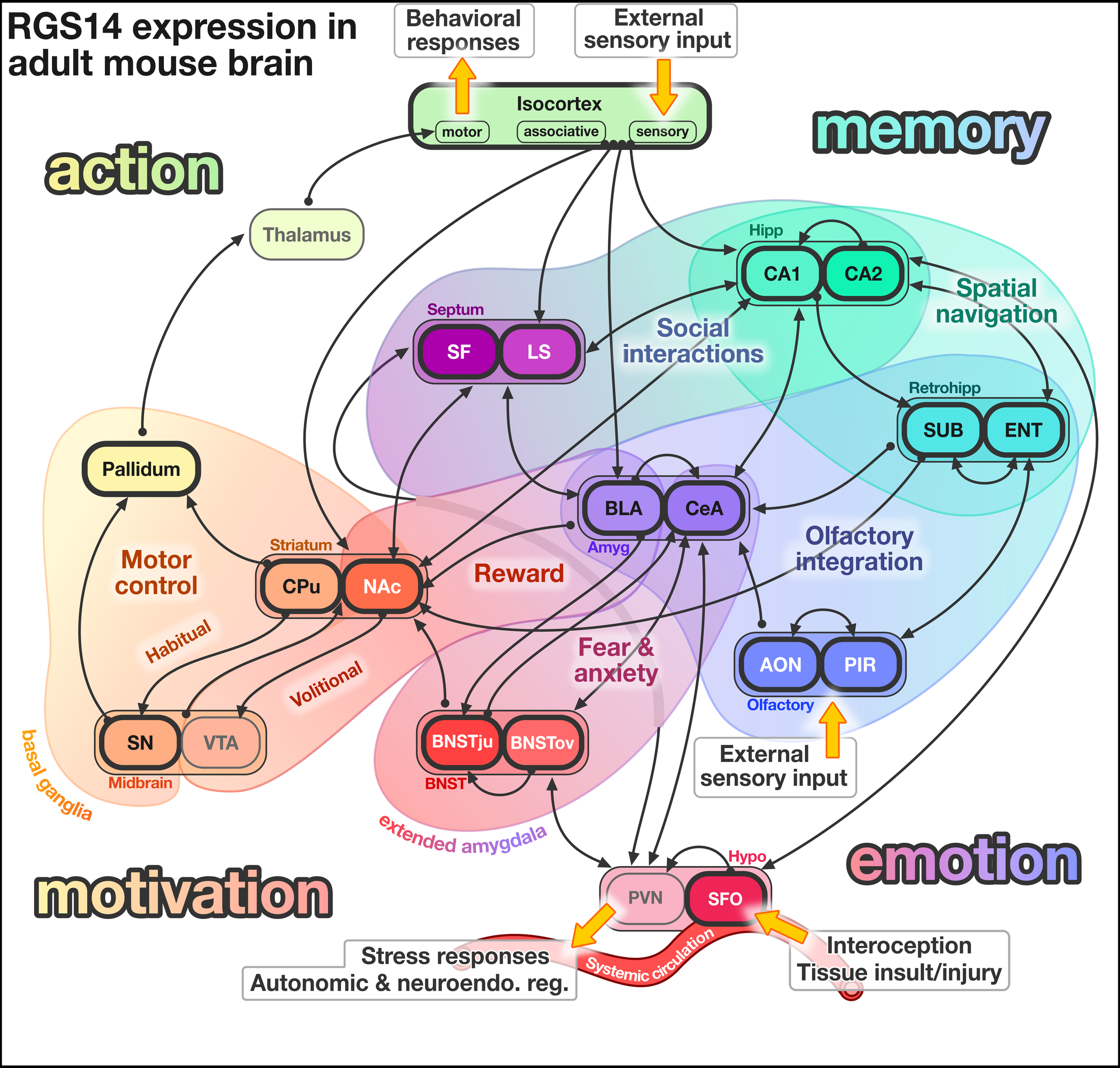 RGS14 expression circuit map in adult mouse brain