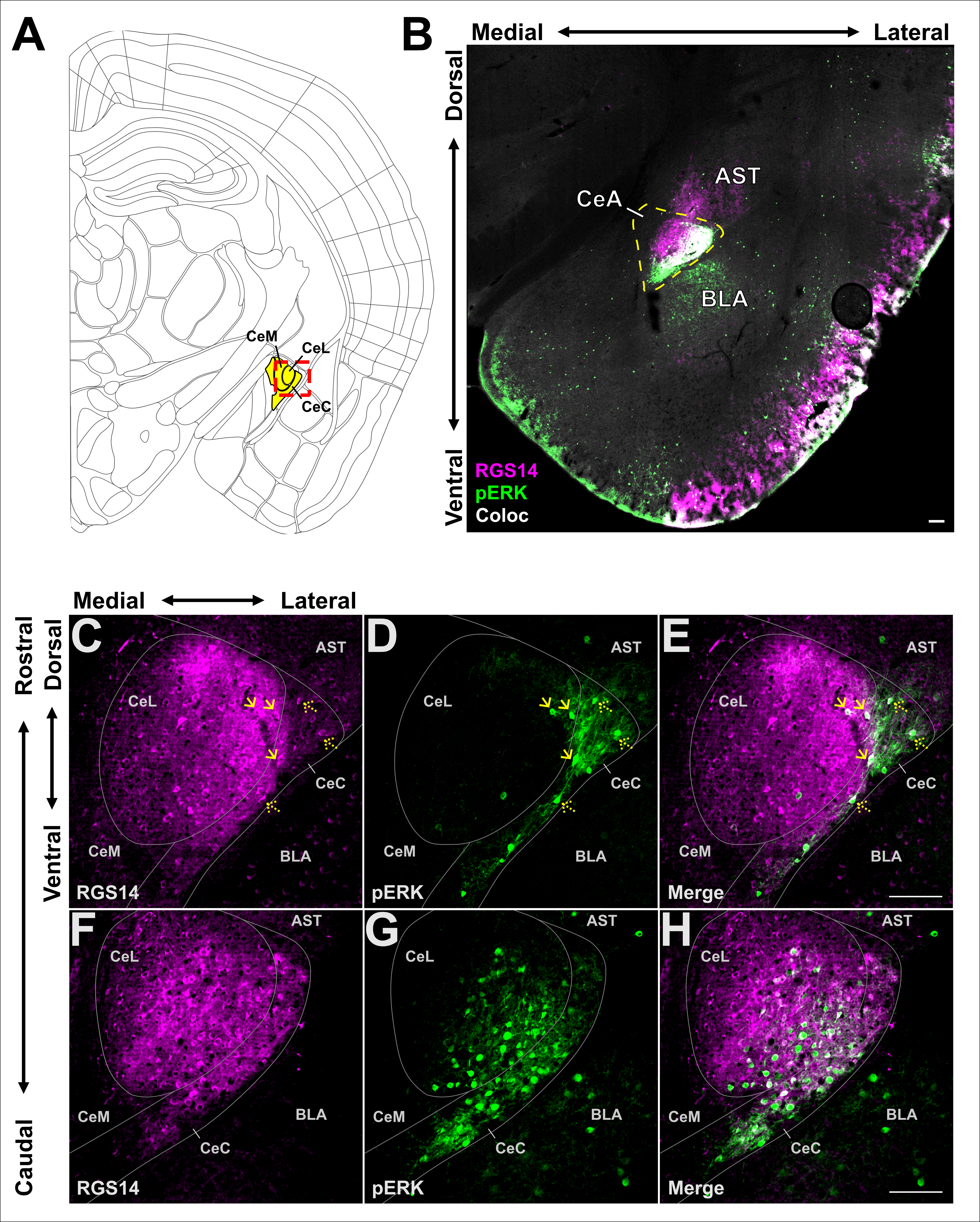 ERK signaling in amygdala