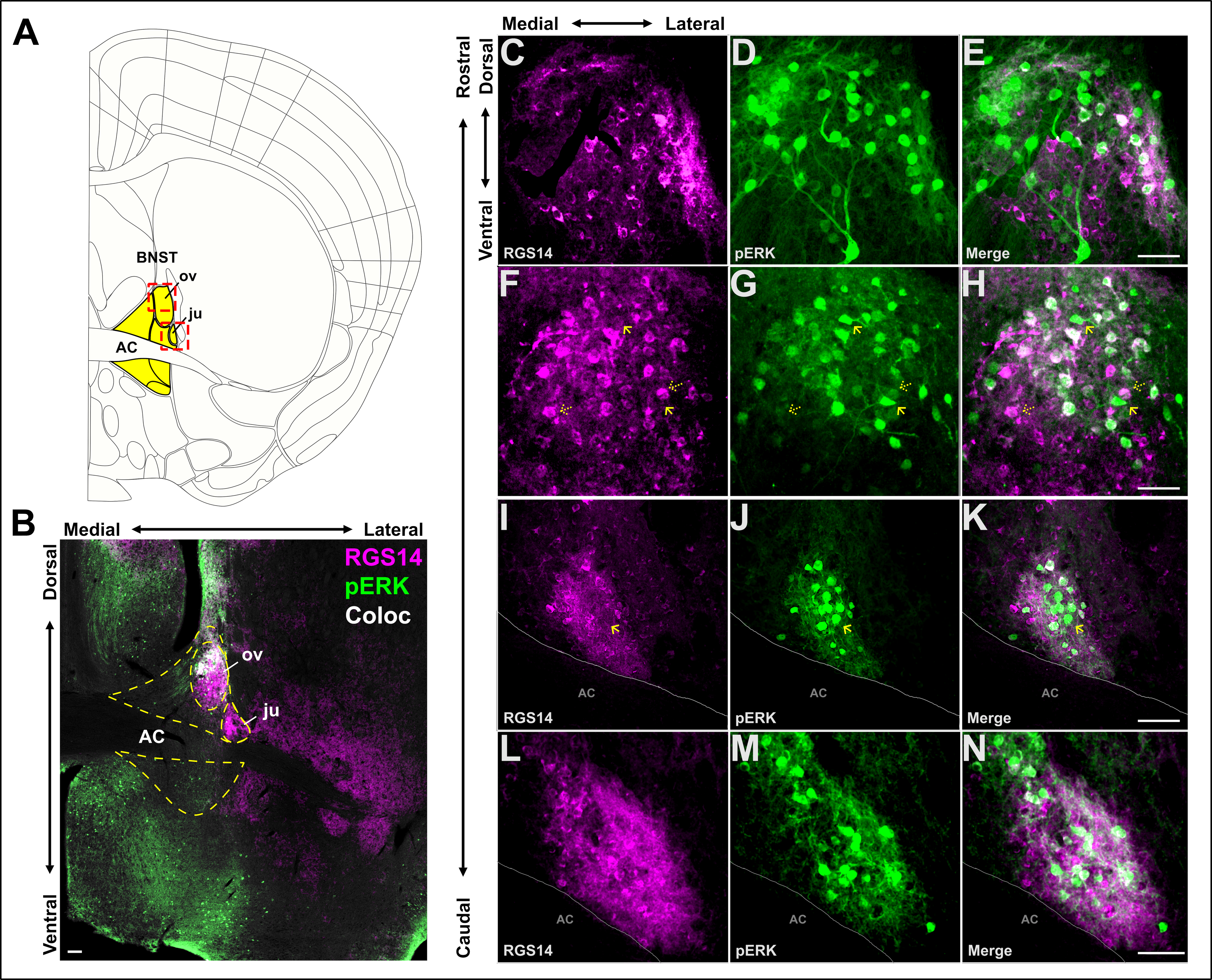 ERK signaling in BNST