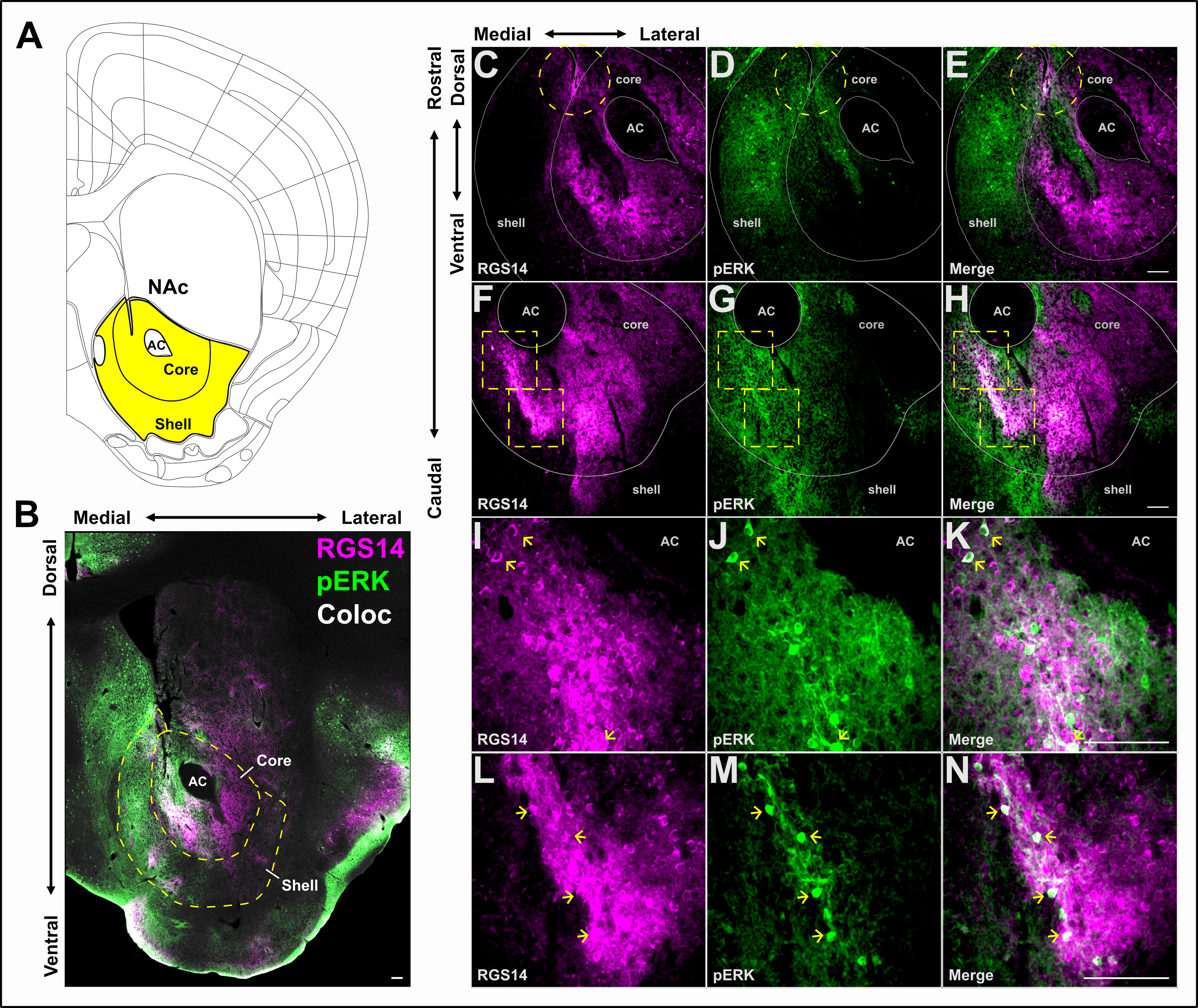 ERK signaling in nucleus accumbens