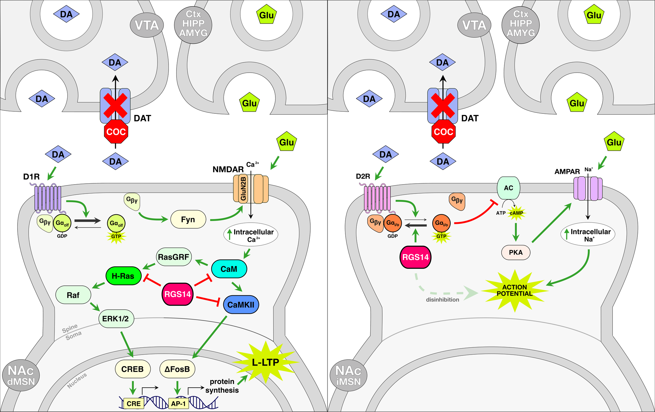 RGS14 in D1/D2 medium spiny neurons