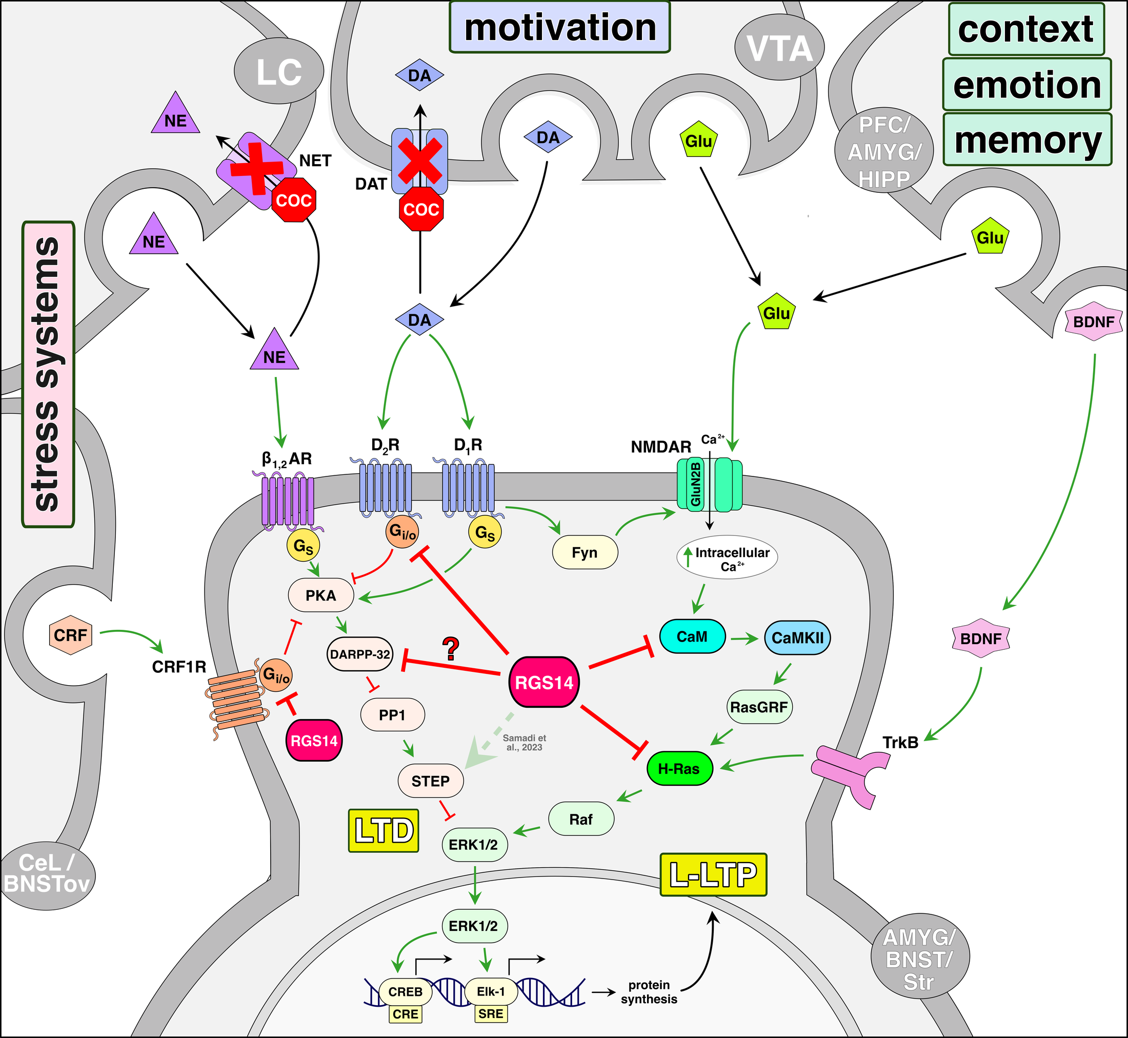 Synapse model diagram