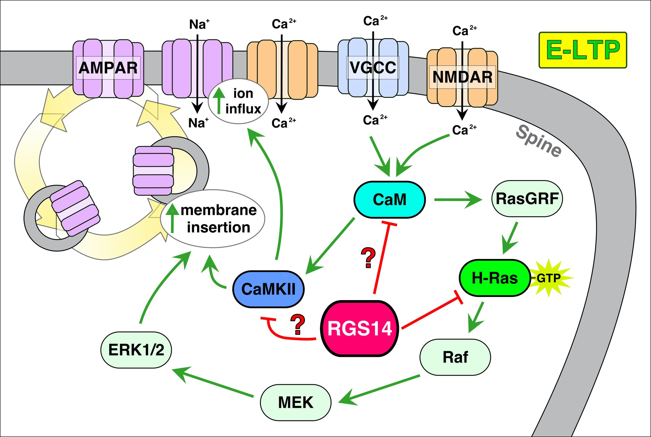 Early LTP sub-figure