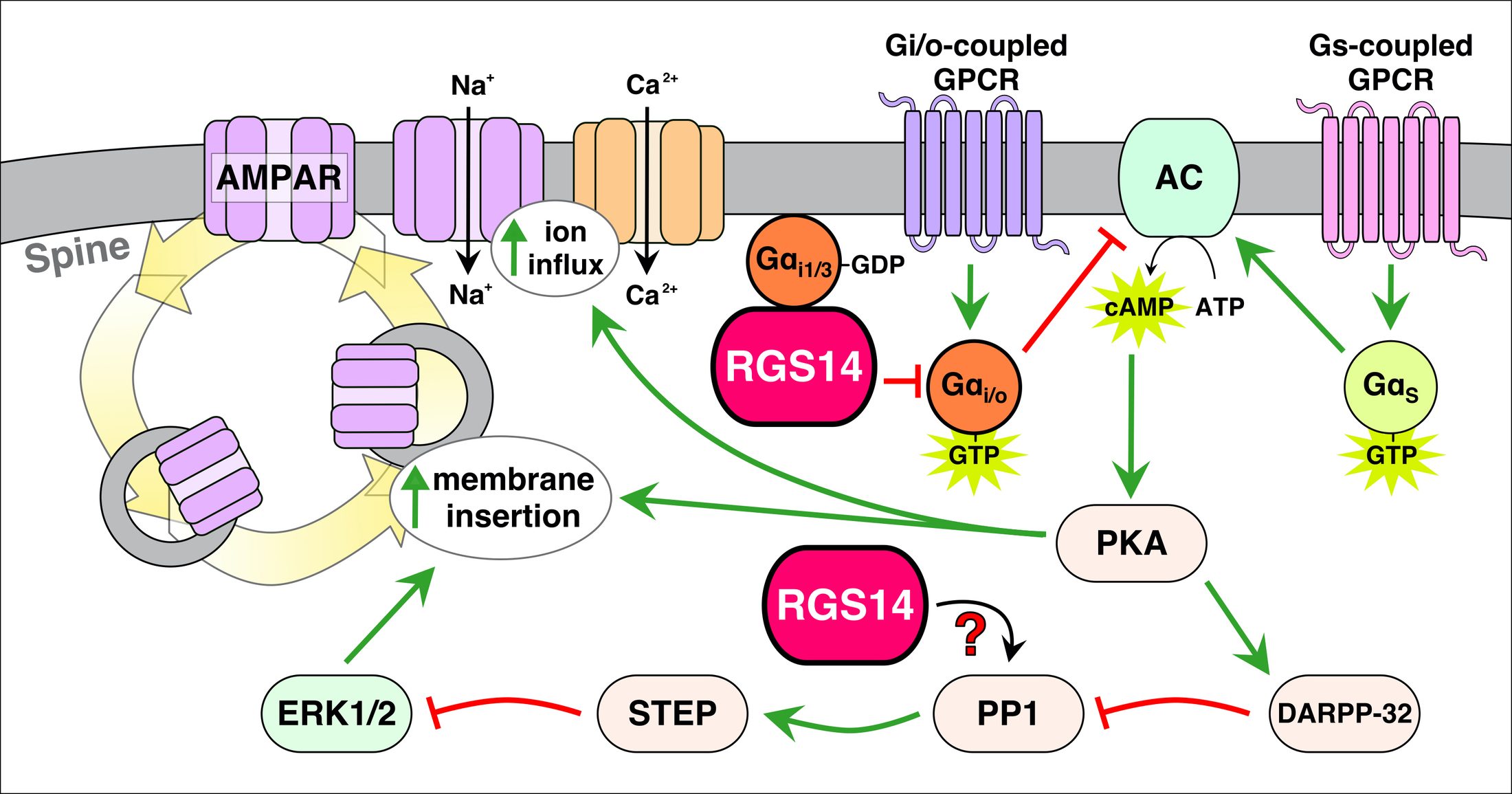 G-protein signaling sub-figure
