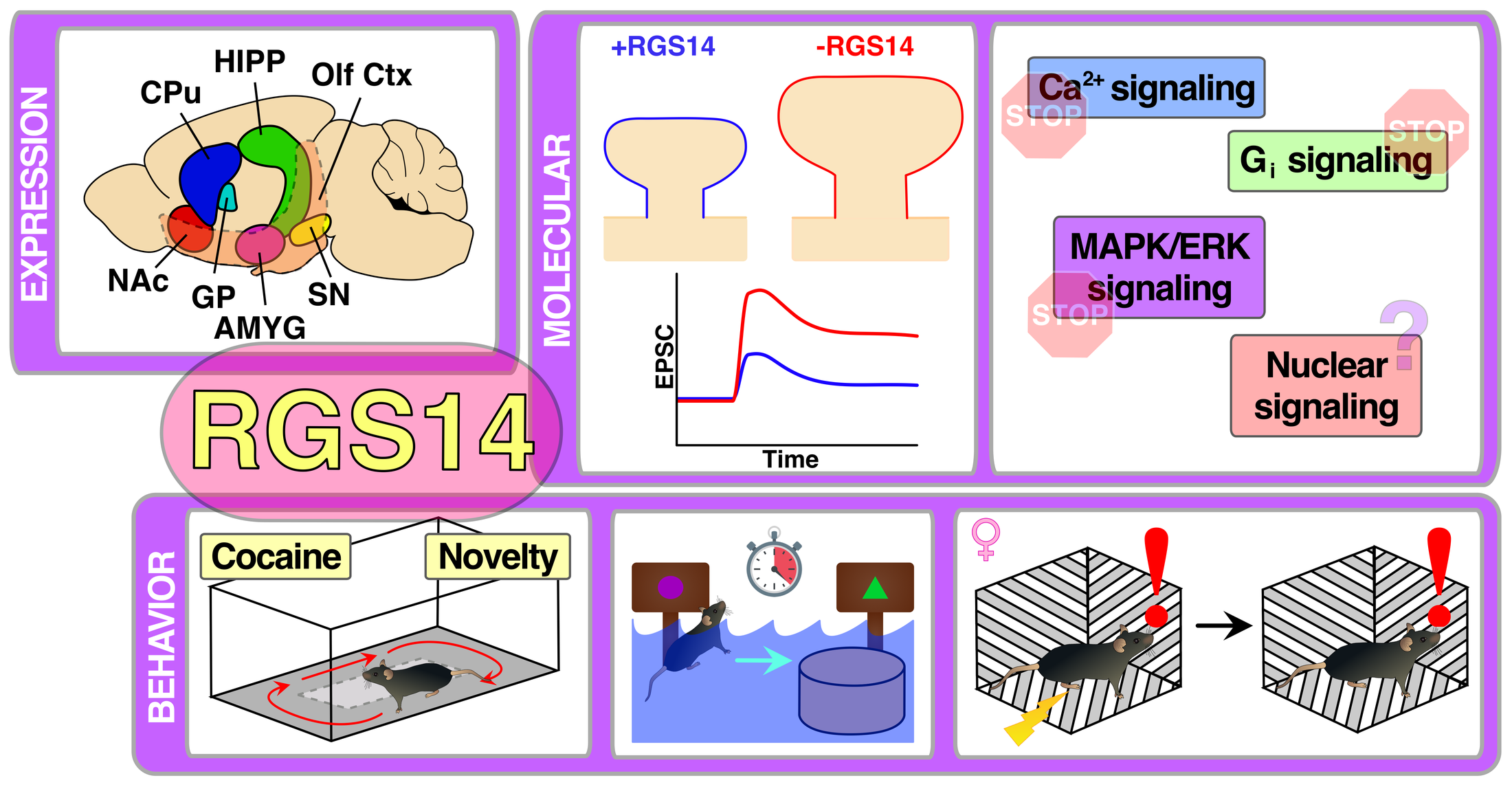 IJMS Graphical Abstract