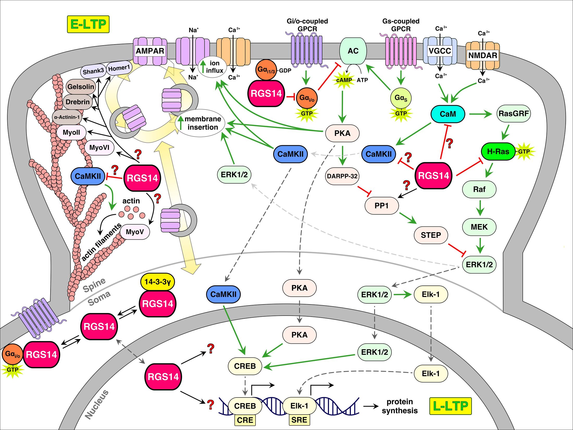 IJMS Signaling Model